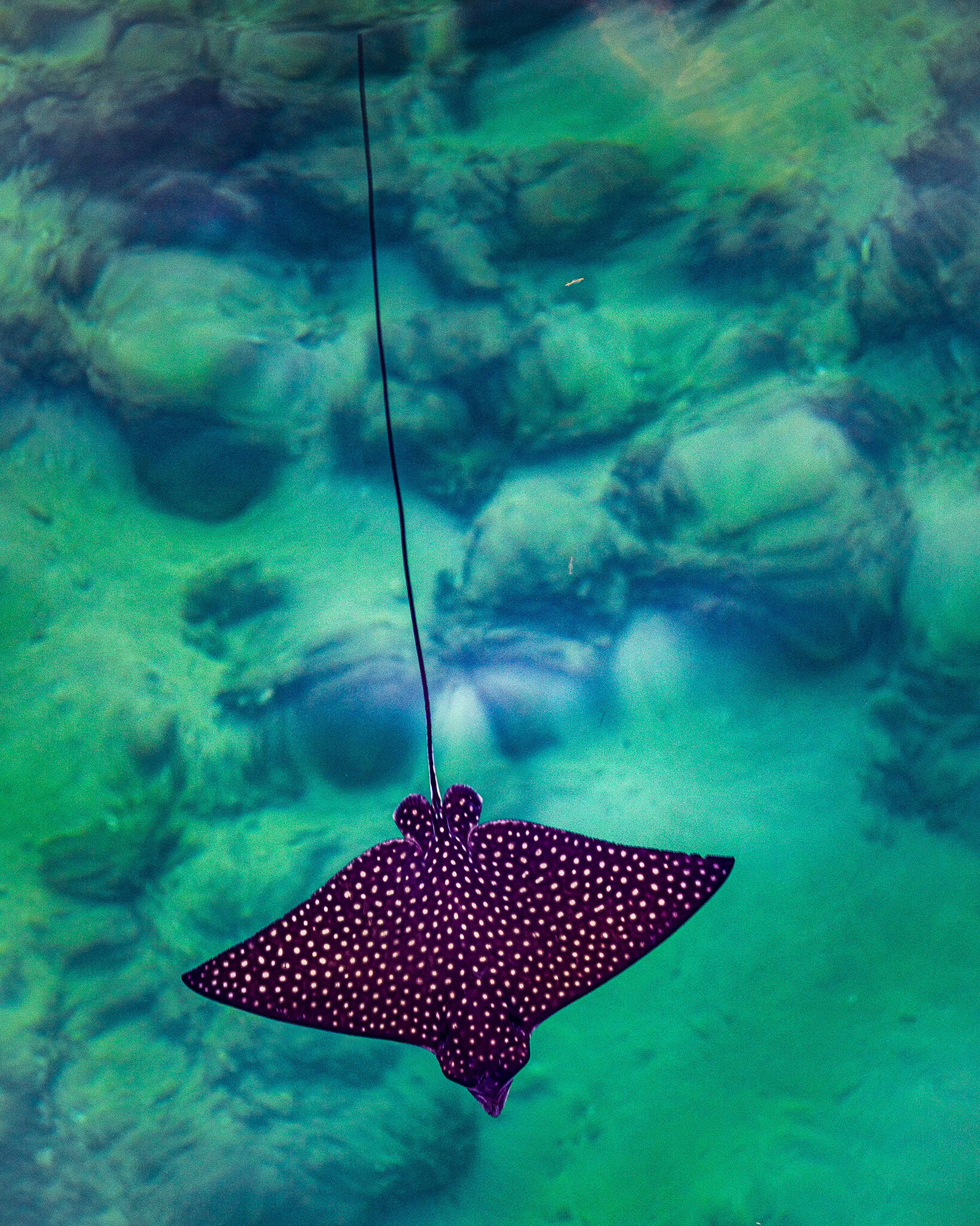 Spotted eagle ray swimming in the clear waters of Condado Lagoon during a snorkeling experience in San Juan Puerto Rico